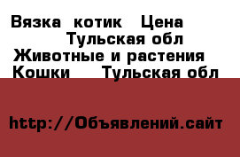 Вязка  котик › Цена ­ 2 500 - Тульская обл. Животные и растения » Кошки   . Тульская обл.